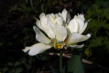 Nahaufnahme einer wunderschönen, gefüllten Tulpe
