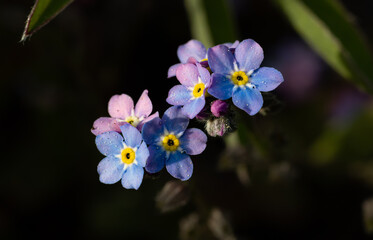 Kleine Vergissmeinnicht Blüten in Blau und zartem Rosa.