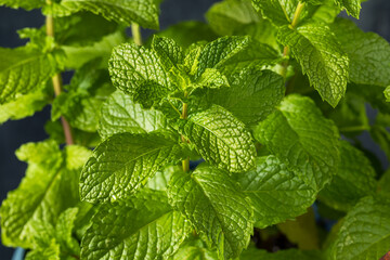 Healthy Organic Raw Mint Leaves