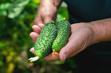 Naklejka na ściany i meble Farmer woman holding fresh cucumbers in her hands. Woman harvesting cucumbers in a greenhouse