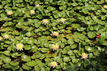 Display of  Yellow Waterlily on a pond, Corsica, France