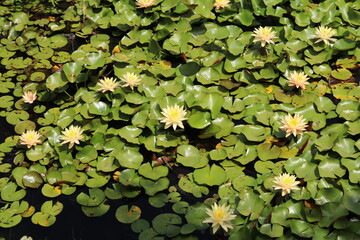 Yellow Waterlily on a pond, dark water on lower edge,  Corsica, France