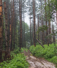 Mud mountain road through foggy forest