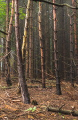 Photo of pine forest on foggy day