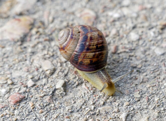 a large beautiful snail