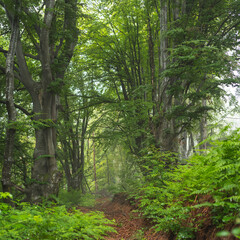 Birch forest on mountain on foggy day.