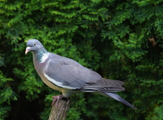 wooden pigeon in the garden,ringeltaube im garten
