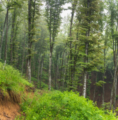 Birch forest on mountain on foggy day.