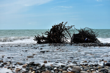 Natural seascape, sea, sky. A tree on the shore after a storm.