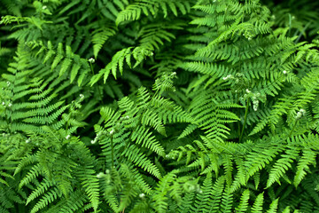 Green leaves of grass fern plant in the forest. Close-up, natural background.