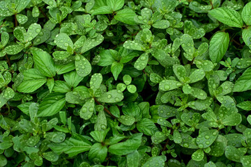 Leaves of green plant grass after rain drops of water on the meadow. Natural background.