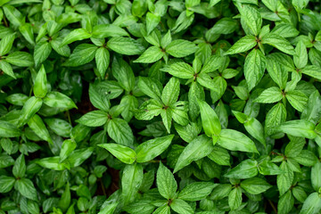 The leaves of the plant are green drops of water after rain in the meadow. Natural background.
