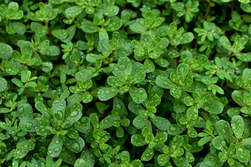 Green plant grass water drops after rain, macro. Natural green background.