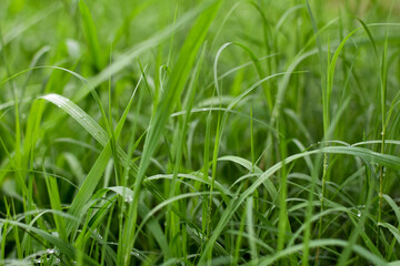 Green grass plant in the meadow. Natural green background.