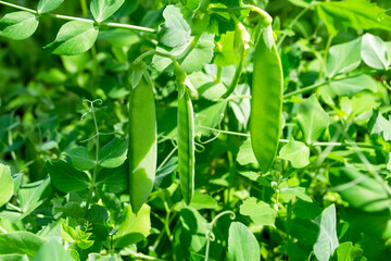 Green peas hang from a bush. Pods of green peas in the garden. Bright green color of the bush....