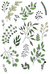 Collection of vector colored plants and flowers in doodle style.  Colorful flat illustration.