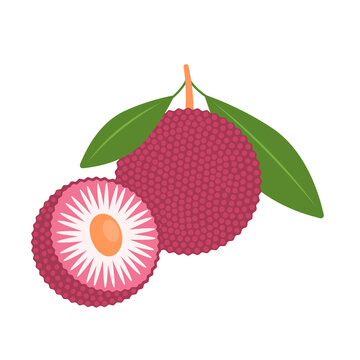 Bayberry whole fruit and halved isolated on white background. Myrica,  yangmei, candleberry, sweet gale, or wax-myrtle berry icon. Vector illustration of exotic fruits in flat style.