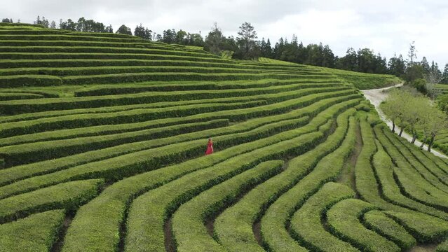 Aerial View of woman in the maze of flower beds along the hill, Sao Bras, Maia, Azores, Portugal.
