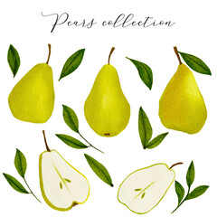 Watercolour Pear Fruit and Collection on white background. Hand Drawing Summer Fruit , full and cut, green branch leaves. Vector Illustration
