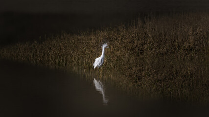 White Egret in pond in early morning light