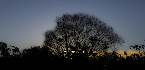 sunset behind the tree