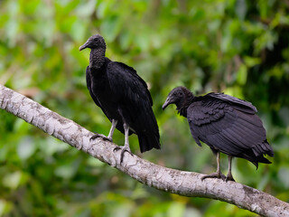 Two Black Vultures on the tree branch against green background