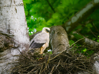 Crested Eagle chick on the nest