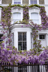 Fototapeta na wymiar London, UK. 27 April 2022. Blossoming wisteria tree on the railings and facade of a terraced house in Kensington on a bright spring day