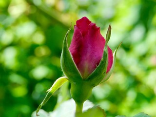 Rosenknospe ... Rose bud ... say it with flowers