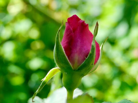 Rosenknospe ... Rose Bud ... Say It With Flowers