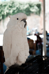 white and grey parrot