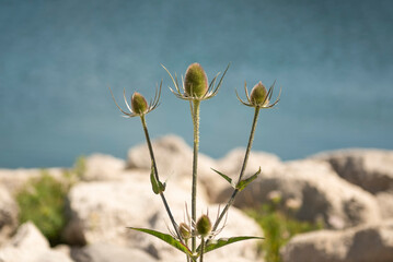 Wild teasel or fuller's teasel