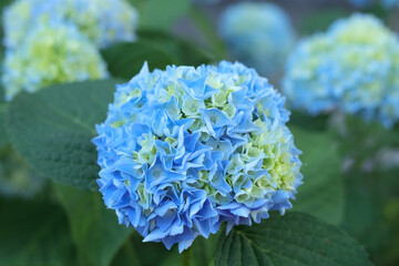 Hortensia. Selective focus on beautiful bush of blooming blue Hydrangea flowers and green leaves .Natural background. Hydrangea flower. Details of blue petals. Hydrangea Macrophylla. Summer flower © Mariia
