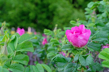 Purple rosehip flower or dog rose blooms in the summer garden.