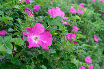 Purple rosehip flowers or dog rose against green foliage.