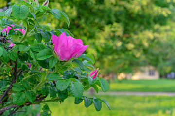 Purple rosehip flower or dog rose against the backdrop of a village house.