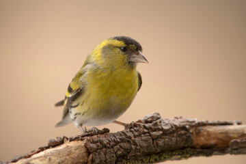 czyż, eurasian siskin (Spinus spinus)