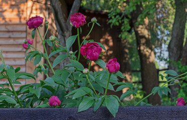 Red peonies near a wooden rural house. Peonies at the beginning of flowering.
