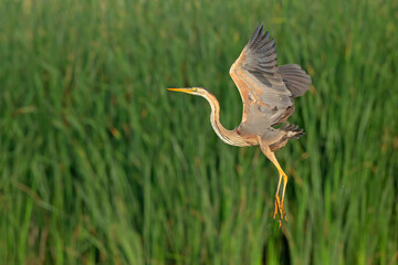 czapla purpurowa, purple heron (Ardea purpurea)