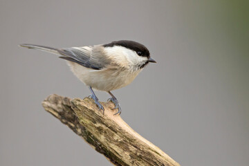 czarnogłówka, willow tit (Poecile montanus)