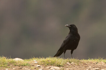 Czarnowron, carrion crow (Corvus corone)