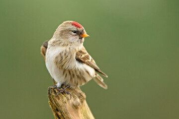 Czeczotka, common redpoll, mealy redpoll (Acanthis flammea)