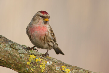 Czeczotka, common redpoll, mealy redpoll (Acanthis flammea)