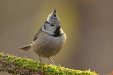 Czubatka, crested tit (Lophophanes cristatus)