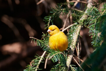 Ausgebüxter Kanarienvogel im Sommer