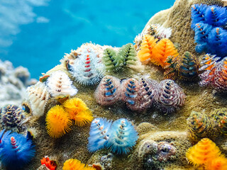 Colorful Christmas tree worms with coral reef and coral