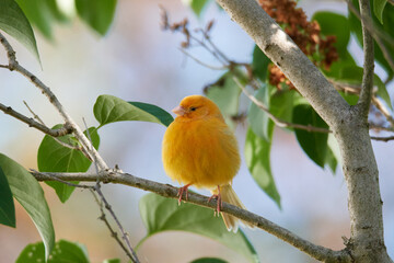 Ausgebüxter Kanarienvogel im Sommer