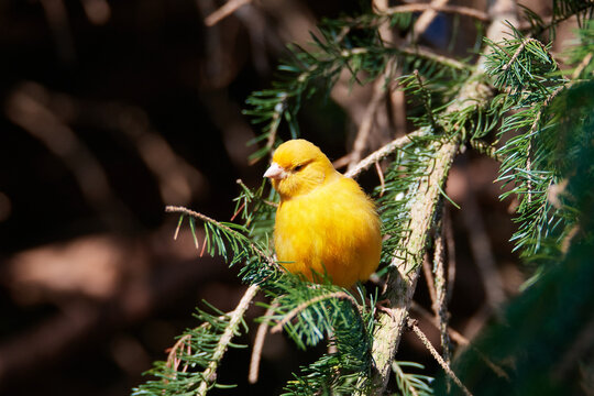 Ausgeb&uuml;xter Kanarienvogel im Sommer