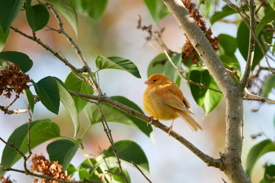 Ausgeb&uuml;xter Kanarienvogel im Sommer
