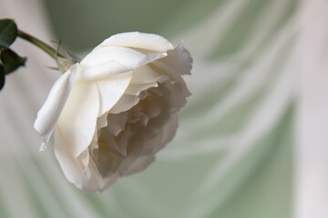 white and yellow flower